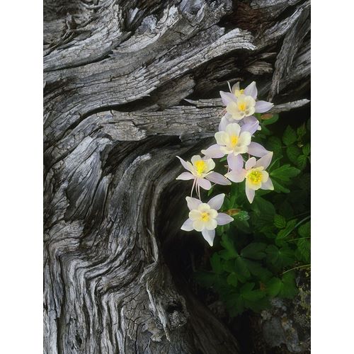 The state flower of Colorado-the columbine-blooms all summer in the Rocky Mountains